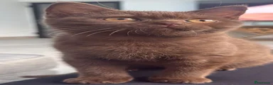 British Shorthair chocolate