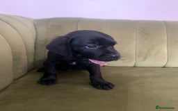 Mixed Breed dogs for sale: Gorgeous Black Poogledoodles Kid-Friendly Beauties - Image 3