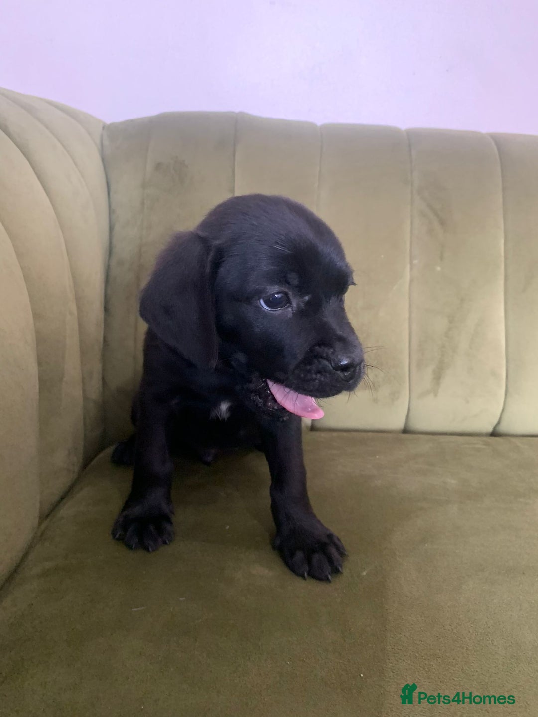 Mixed Breed dogs for sale: Gorgeous Black Poogledoodles Kid-Friendly Beauties - Image 3