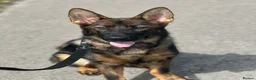 German Shepherd dogs for sale: Stunning German Shepherd boy - Advert 2