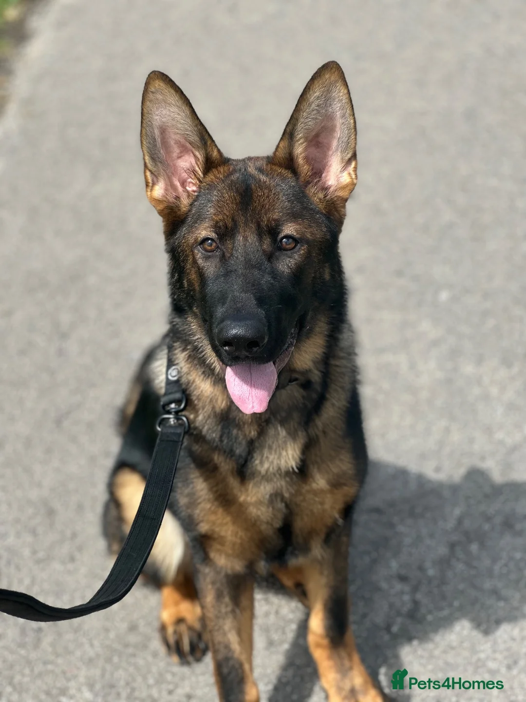 German Shepherd dogs for sale: Stunning German Shepherd boy - Advert 2