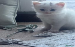 Norwegian Forest Cat cats for sale: Norwegian forest with Turkish Angora - Image 15