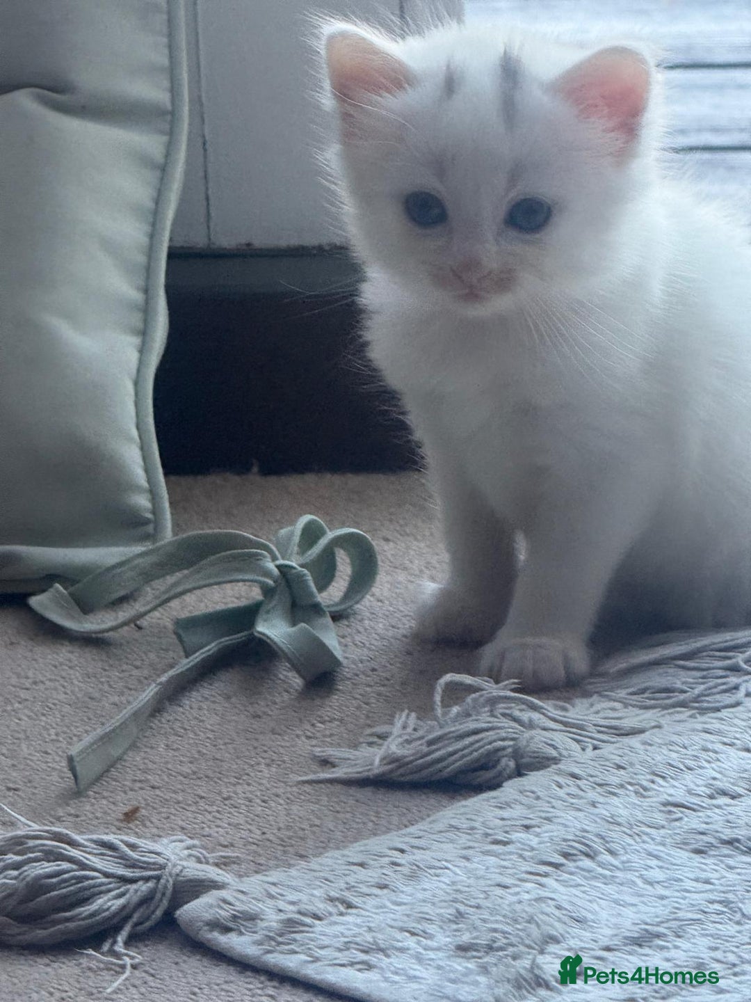 Norwegian Forest Cat cats for sale: Norwegian forest with Turkish Angora - Image 15