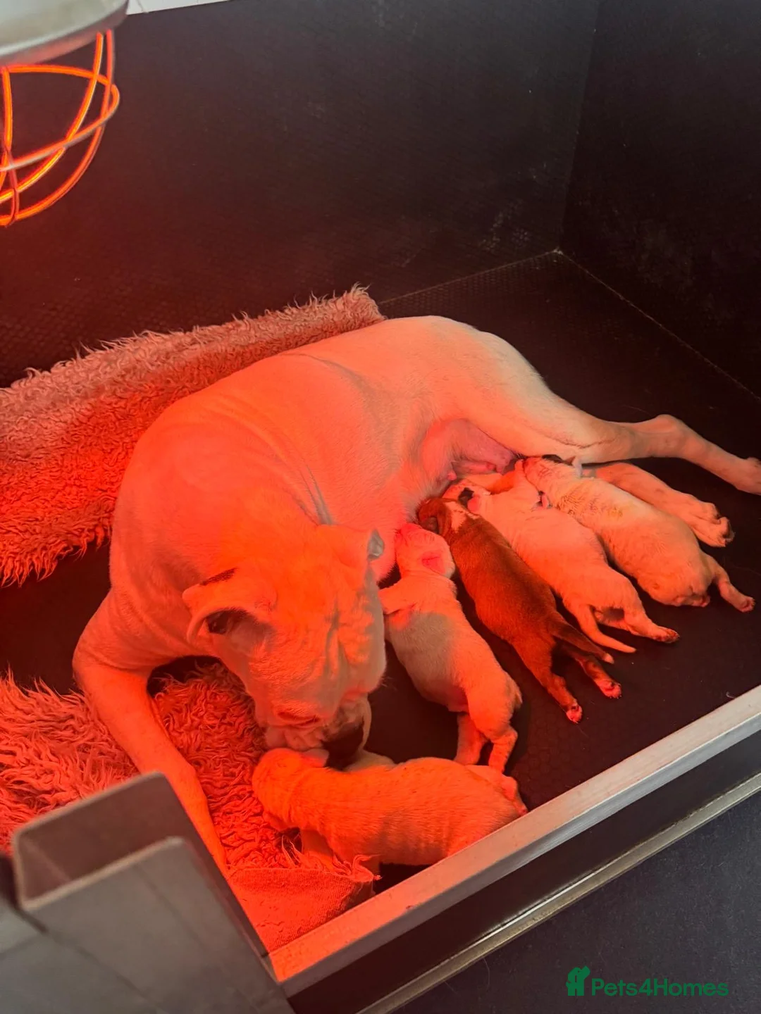 Boxer dogs for sale: Kc registered boxers - Advert 1