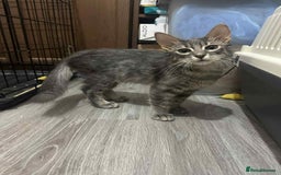 Mixed Breed cats for adoption: Tiresias – Majestic by name and personality - Image 4