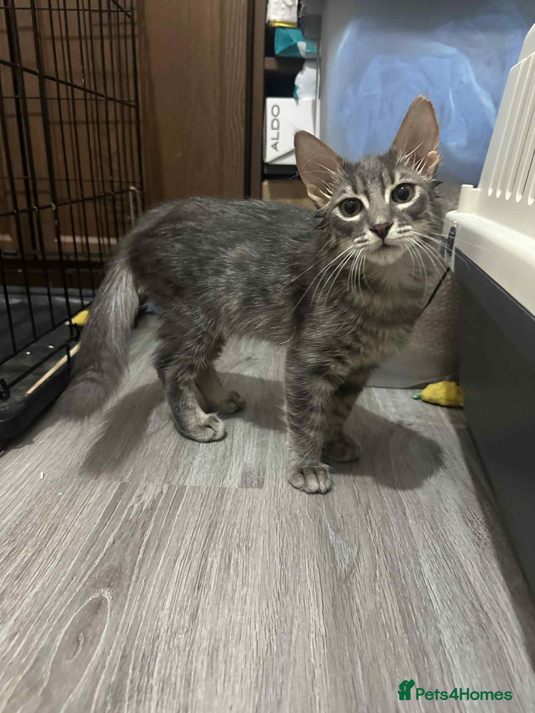 Mixed Breed cats for adoption: Tiresias – Majestic by name and personality - Image 4