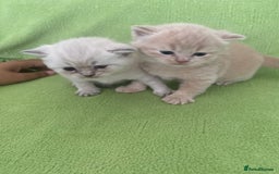 British Shorthair cats for sale: Gorgeous British shorthair kittens - Image 12