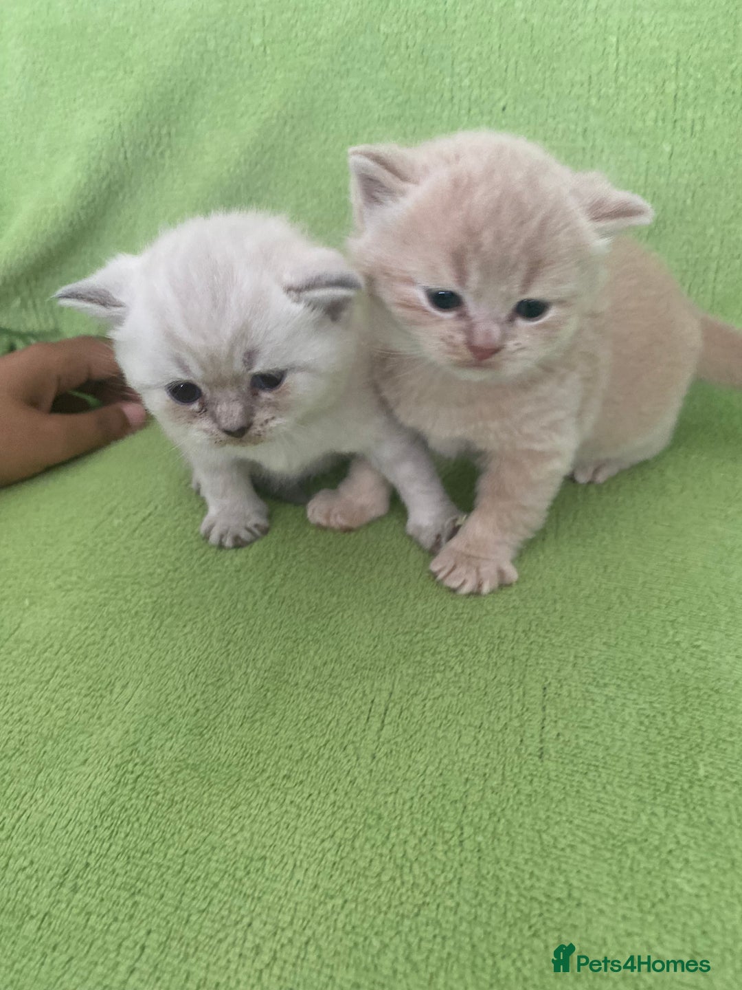 British Shorthair cats for sale: Gorgeous British shorthair kittens - Image 12