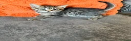 Bengal cats for sale: Bengal Kittens available for Loving Home🩷💙 - Advert 8