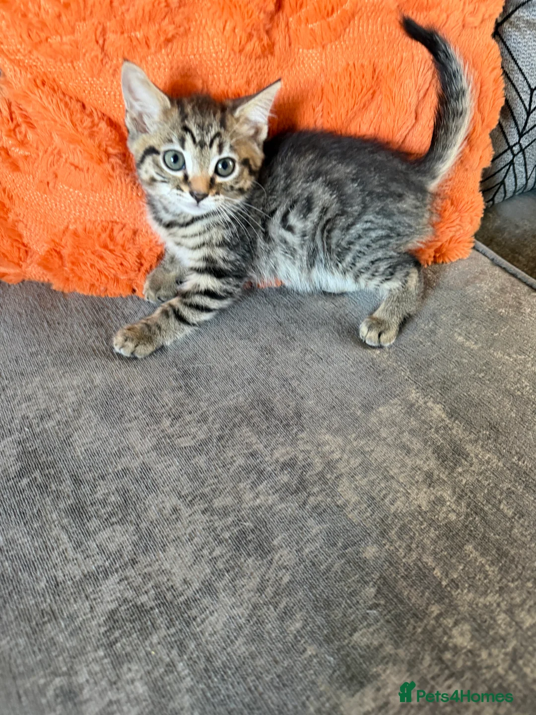 Bengal cats for sale: Bengal Kittens available for Loving Home🩷💙 - Advert 8