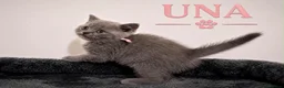 British Shorthair cats for sale: Champion bloodline Bi-colours 🌟  - Advert 6