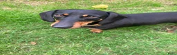 Dachshund dogs for sale: Mumford - Advert 2