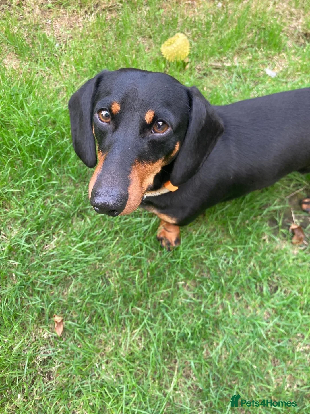 Dachshund dogs for sale: Mumford - Advert 2