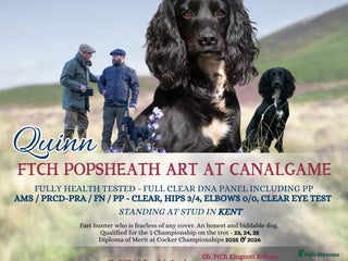 Cocker Spaniel dogs FTCH Popsheath Art in Ashford - Advert 8