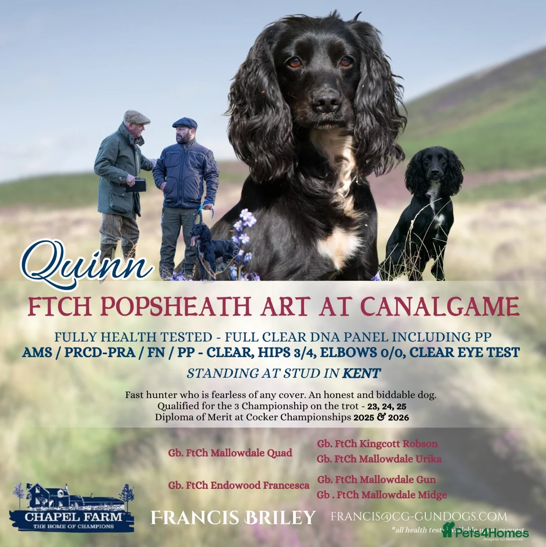 Cocker Spaniel dogs for stud: FTCH Popsheath Art in Ashford - Advert 1