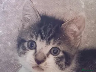 Mixed Breed cats 🩶Ragamuffin crossed Bengal kittens🩶 - Advert 2