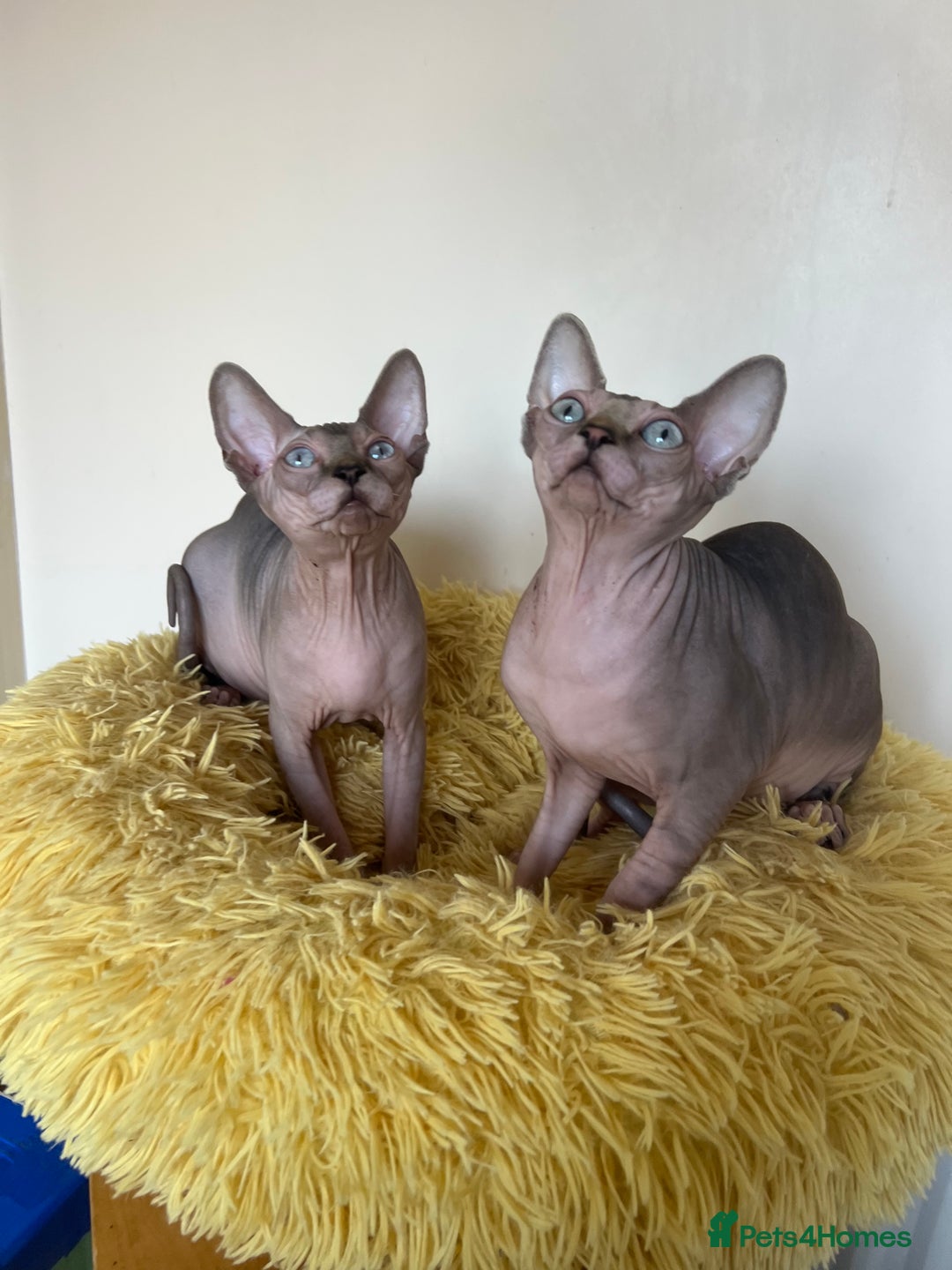 Sphynx cats for sale: 2 Beautiful sphynx kittens available - Advert 10