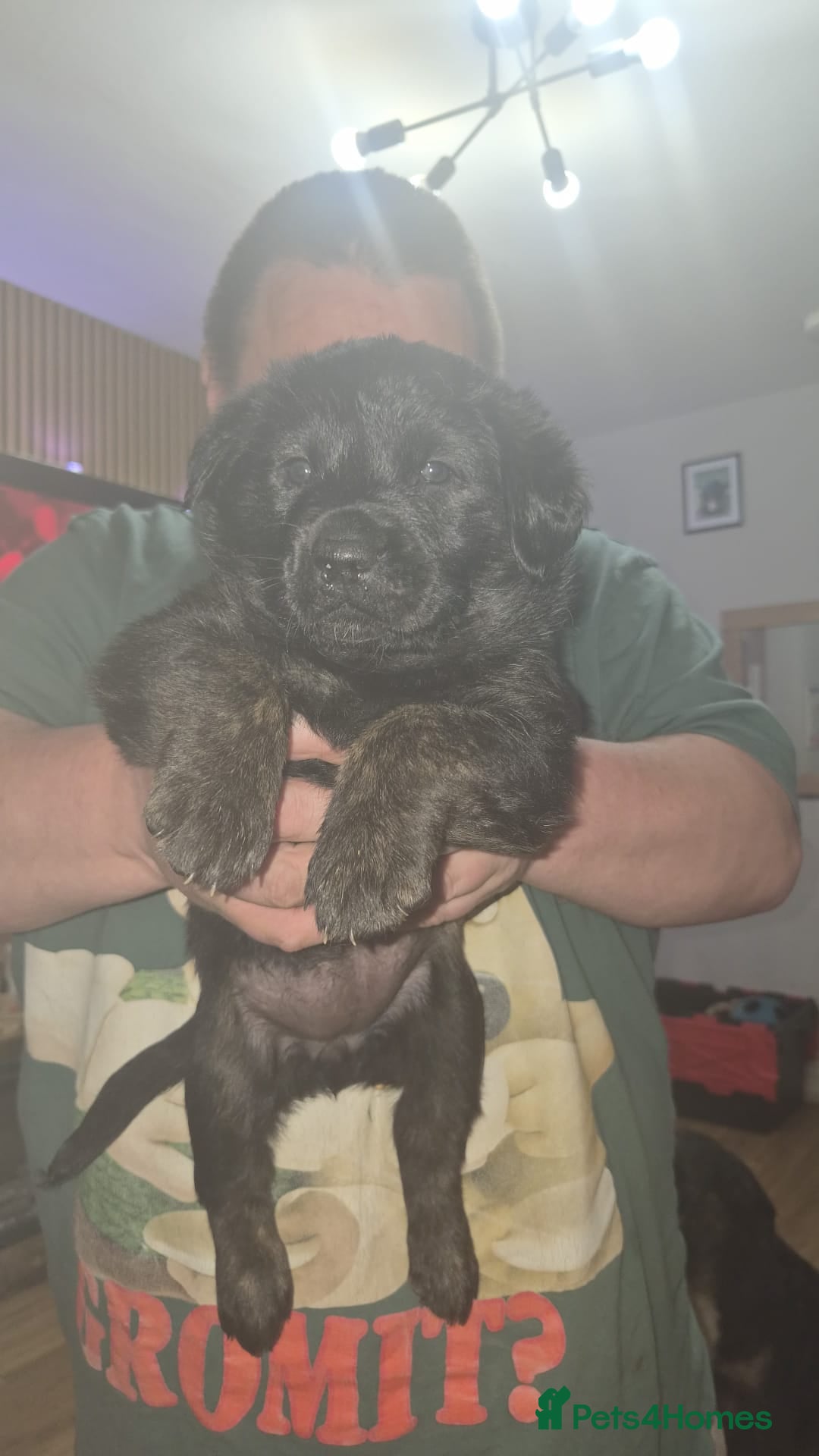 Mixed Breed dogs F1 BORDER RETREIVER BLACK AND BROWN GIRL - Advert 11