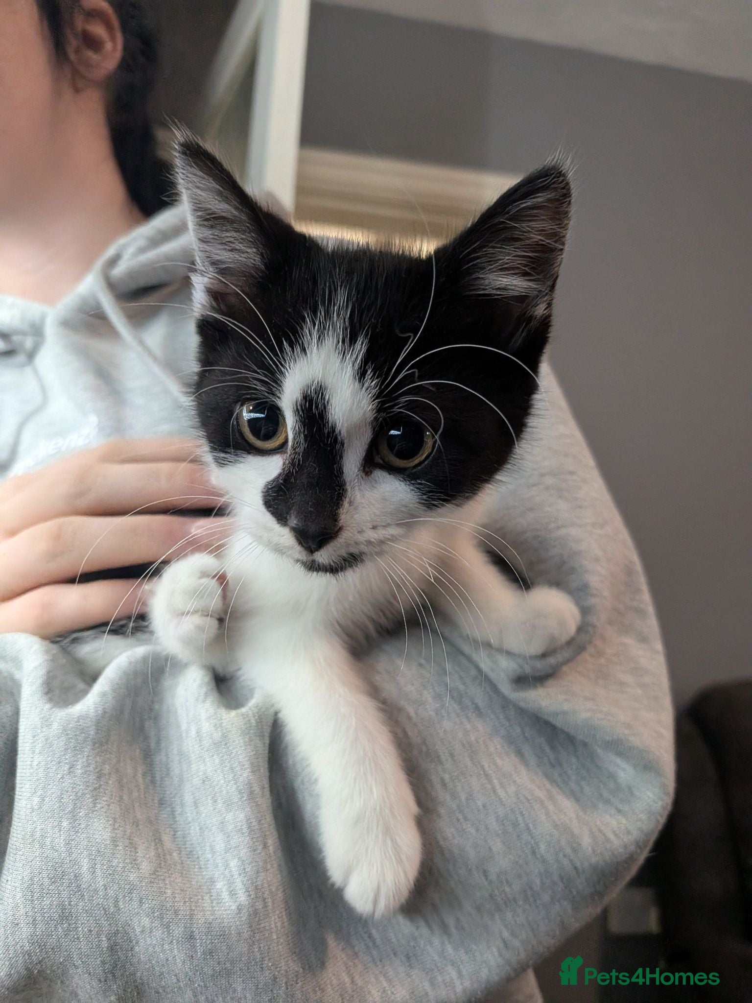 Mixed Breed cats Kittens  - Advert 5