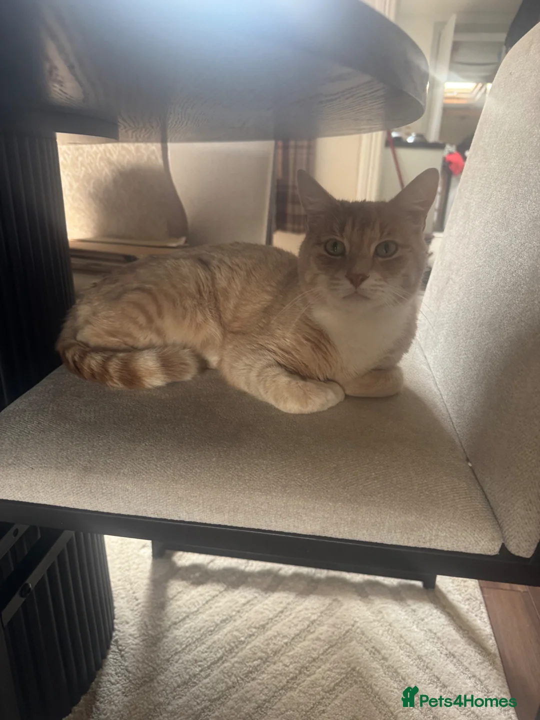 Mixed Breed cats for sale: Two cats for rehoming  in Barnoldswick - Advert 1