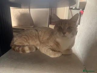 Mixed Breed cats Two cats for rehoming - Advert 1