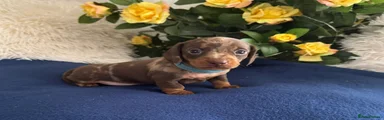 Dachshund Puppy 2