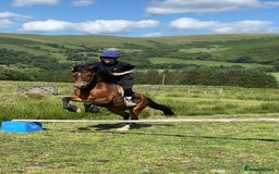 Welsh Section C horses for sale: Section c gelding riding pony  - Image 2