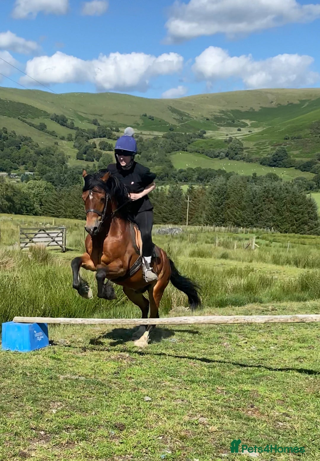 Welsh Section C horses for sale: Section c gelding riding pony  - Image 2