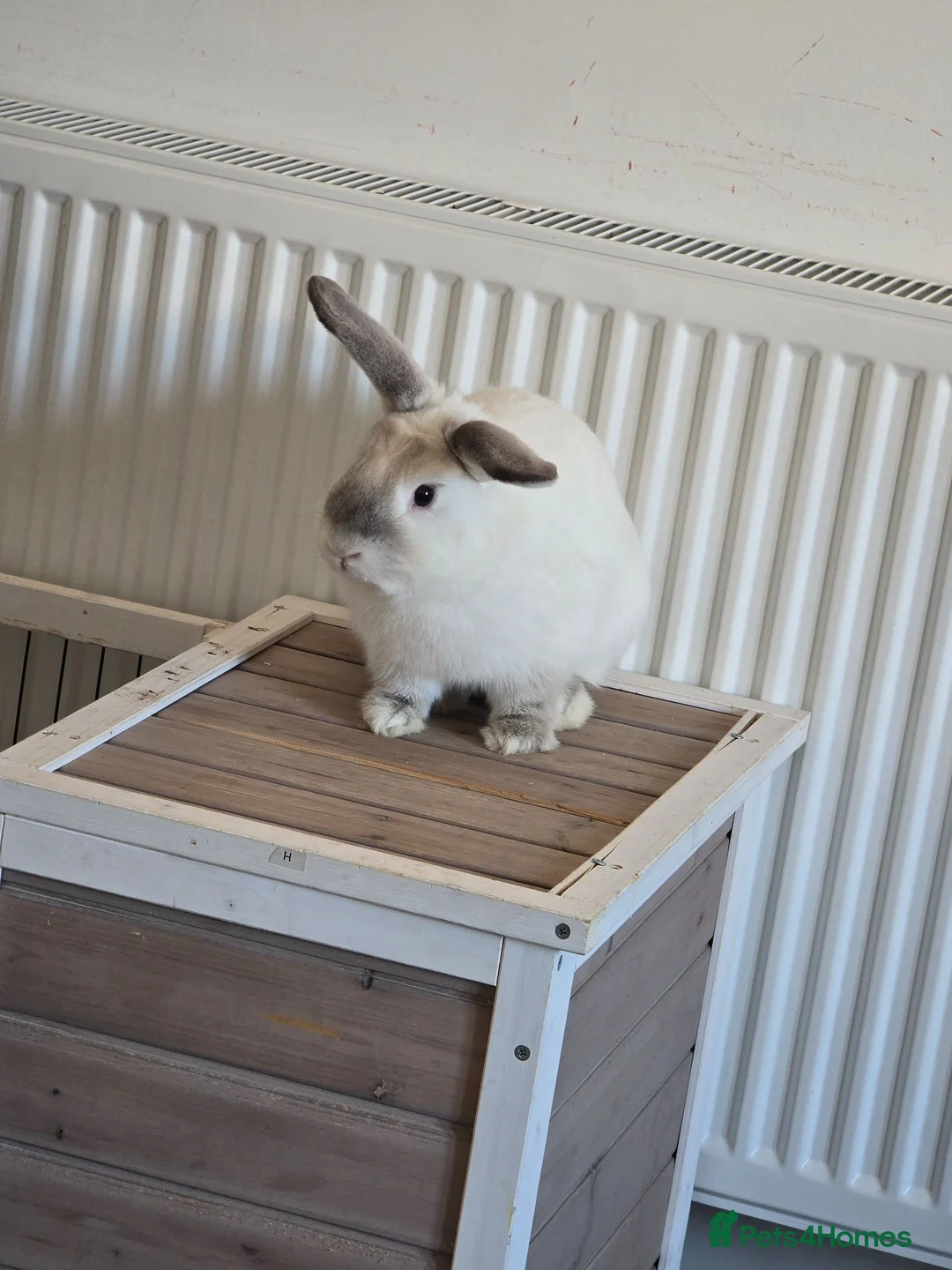 Mixed Breed rabbits for sale: Lop ear × lion head - Advert 2