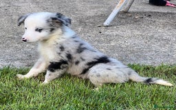 Border Collie dogs for sale: Border Collies READY NOW - Image 6