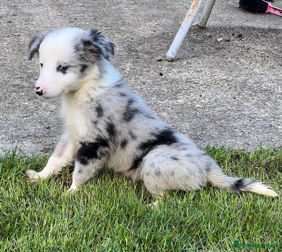 Border Collie dogs for sale: Border Collies READY NOW - Image 6
