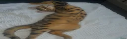 Bengal cats for sale: Bengal kittens for sale.  - Advert 3