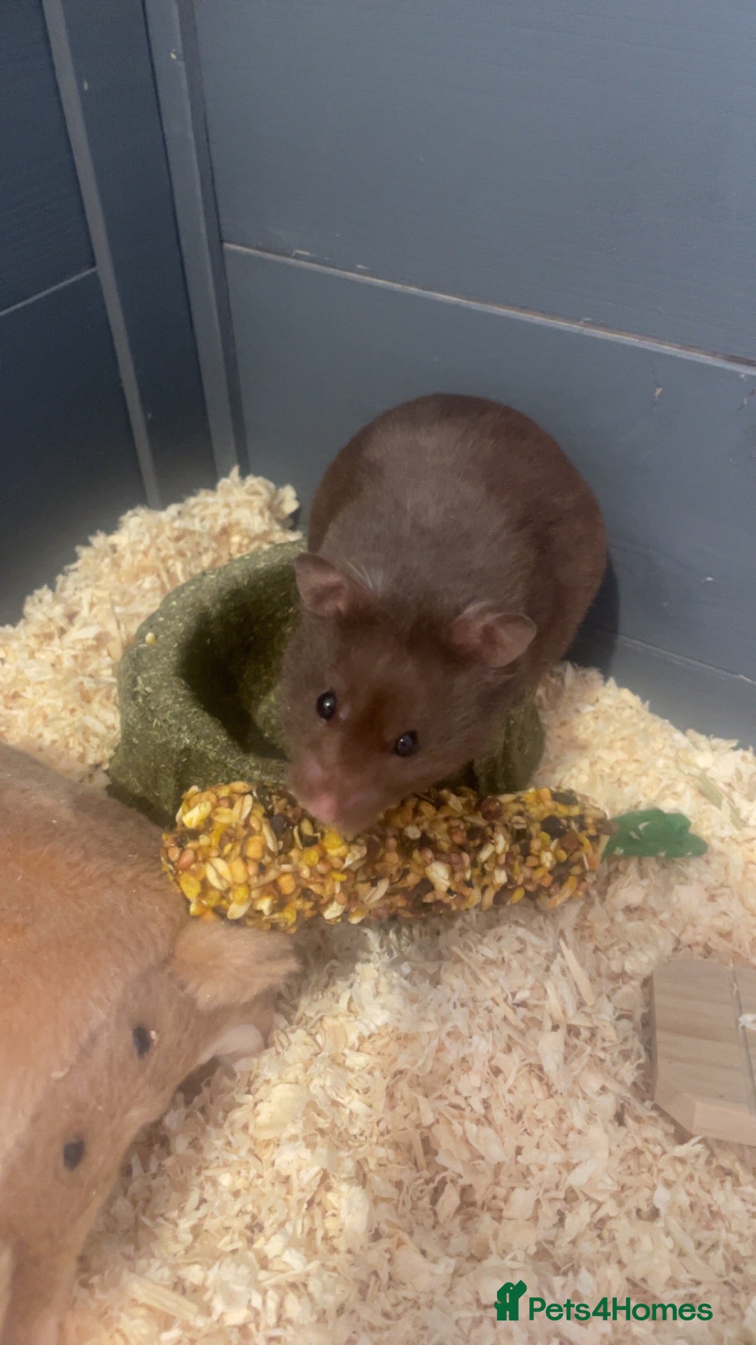 Hamster rodents male syrian hamster  - Advert 1