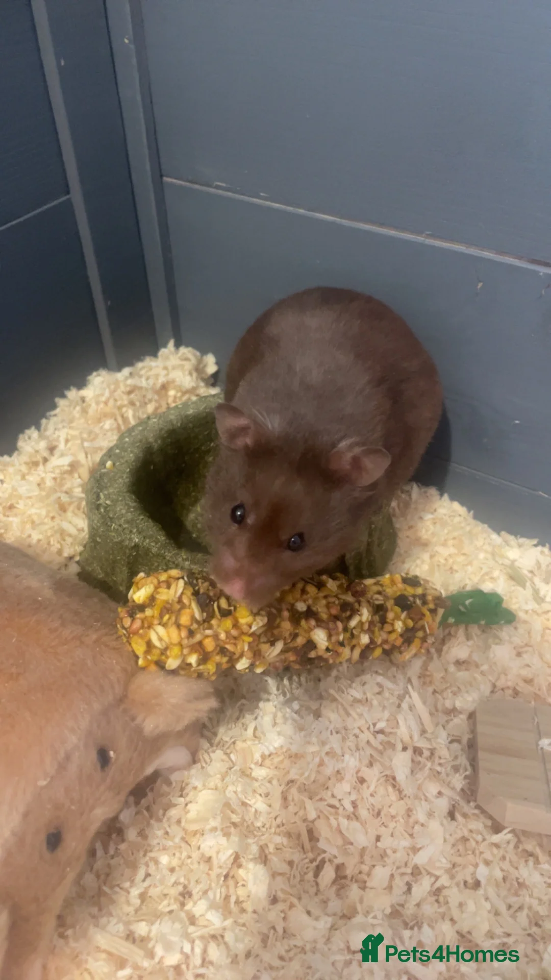 Hamster rodents for sale: male syrian hamster  - Advert 1