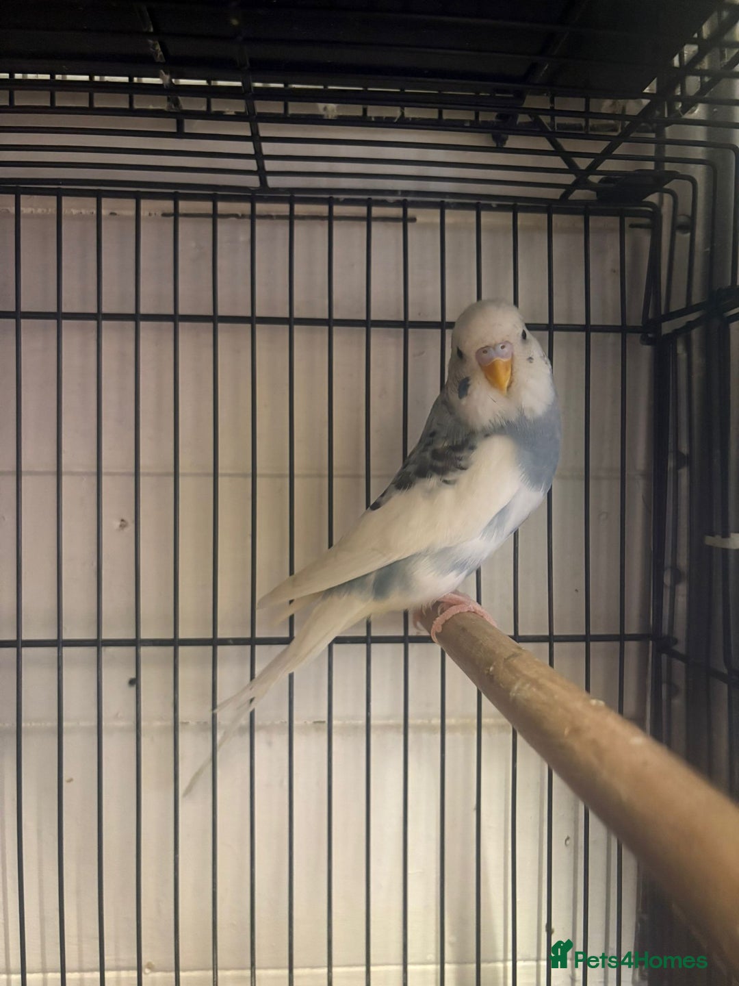Budgerigars birds for sale: Budgies - Image 12