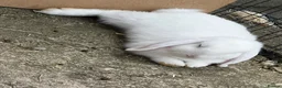 Mini Lop rabbits for sale: 🤍 Beautiful White Male English Lop Bunny 🤍 in Gloucester - Advert 13