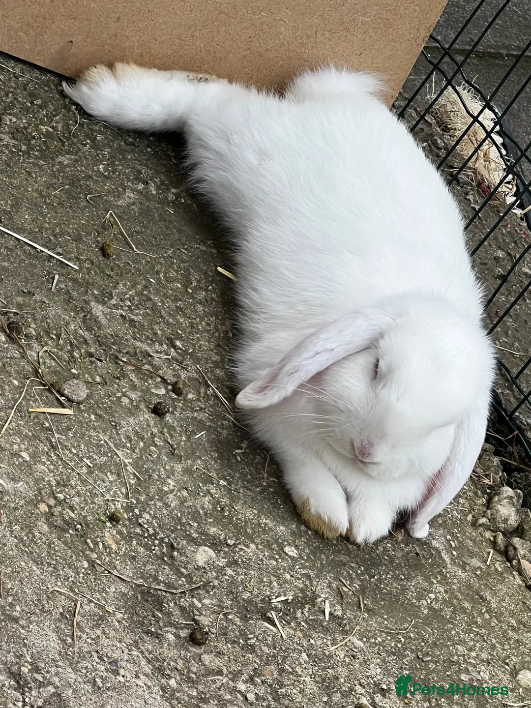 Mini Lop rabbits for sale: 🤍 Beautiful White Male English Lop Bunny 🤍 in Gloucester - Advert 13