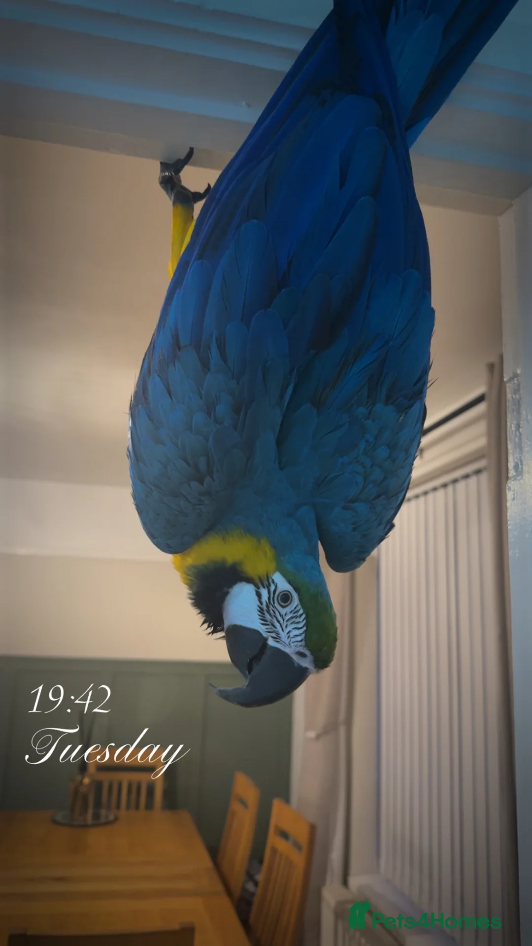 Parrots birds for sale: Male Macaw needing a new home  - Advert 2