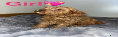Cavapoo 2
