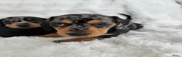 Miniature Dachshund dogs for sale: Miniature smooth coated Dacshund’s  - Advert 6