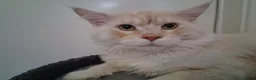 Maine Coon cats for stud: CREAM / RED SMOKE MAINECOON FOR STUD - Advert 2