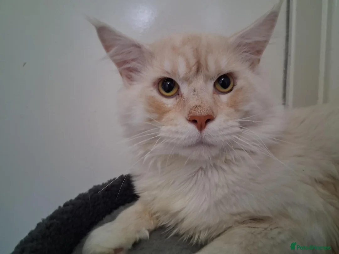 Maine Coon cats for stud: CREAM / RED SMOKE MAINECOON FOR STUD - Advert 2