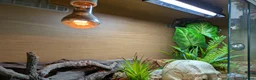 Leopard Gecko reptiles for sale: Leopard gecko 🦎 & vivarium  in Chippenham - Advert 6