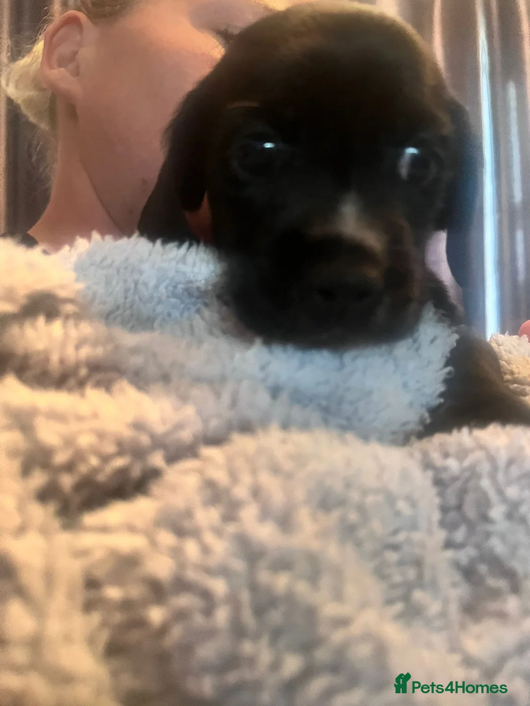 Mixed Breed dogs for sale: Doxie spaniel/docker  - Advert 2