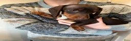 Miniature Dachshund dogs for sale: KC MINI DACHSHUND CHOC & TAN BOY & GIRL - Advert 7