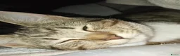Domestic Shorthair cats for sale: 2 tiger stripped kittens in Coventry - Advert 2