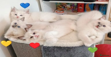 Ragdoll cats - Advert 9