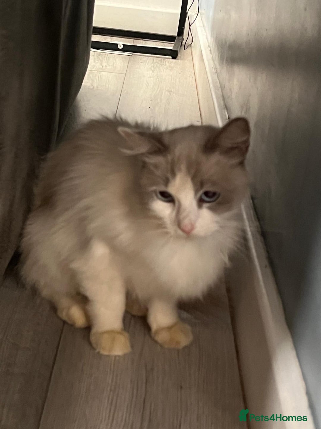 Ragdoll cats for sale: Blue Bi Colour Ragdoll  - Image 3