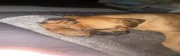 Mixed Breed dogs for sale: Dogue de Bordeaux x cane corso  - Advert 4