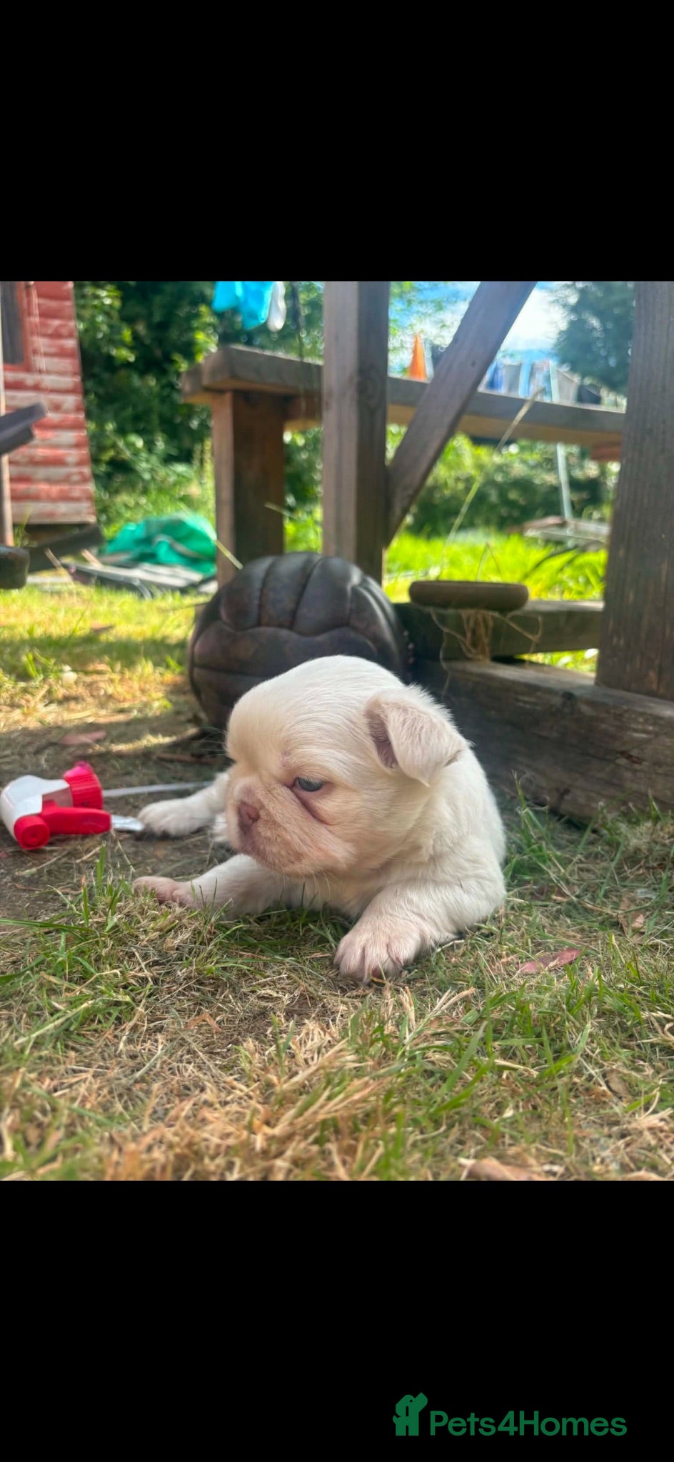 French Bulldog dogs 2 French bulldog girls 🩷 - Advert 1